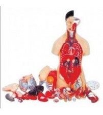 MODEL OF HUMAN TORSO FEMALE 85CMS WITH HARD ORGANS (19 PARTS)